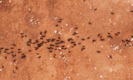 image efcbf6ff d7e8 49c2 a2e4 b545bce5fd62 265x160