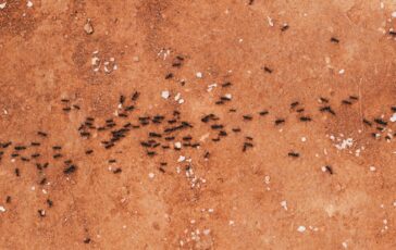 image efcbf6ff d7e8 49c2 a2e4 b545bce5fd62 364x230