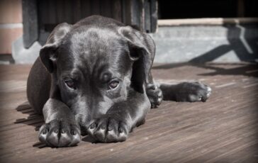 Come sapere se siete pronti ad adottare un cucciolo