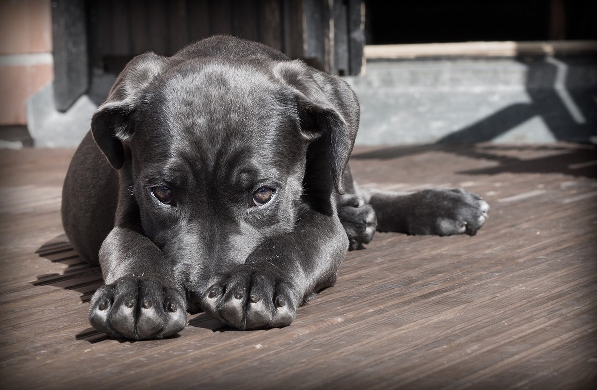 Le domande da farsi prima di accogliere in casa un cane