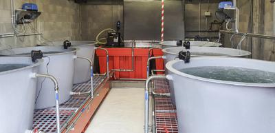 Premiato progetto per ripopolamento delle alborelle di Cap-Alfa Varese