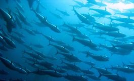 featured 2154341 265x160