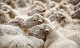 featured 2158110 265x160