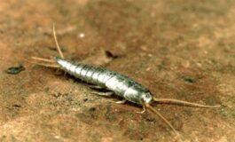 Pesciolini d’Argento: cosa sono e come allontanarli da casa