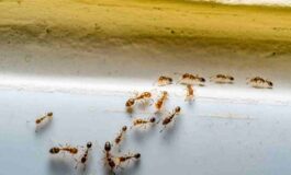 Formiche in casa: come allontanarle con i rimedi naturali