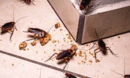 Blatte in casa: come allontanarle con i rimedi naturali