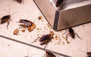 Blatte in casa: come allontanarle con i rimedi naturali