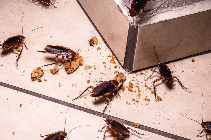 Blatte in casa: come allontanarle con i rimedi naturali