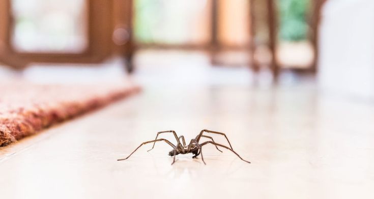 Ragni in casa: come allontanarli con i rimedi naturali
