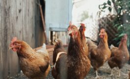 bambino morto aviaria