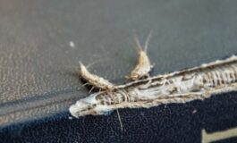 Pesciolini d’argento in casa: rimedi per sbarazzarsene