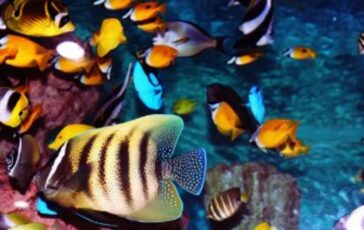 Capire le interpretazioni di un'esperienza onirica in cui si vedono animali marini deceduti