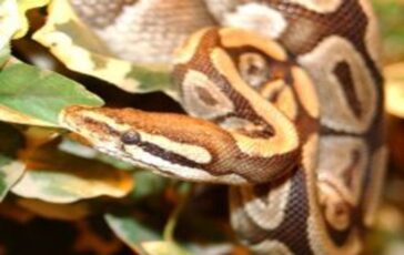 Capire se c'è una possibile infestazione di serpenti nelle vicinanze