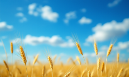 Mappa dell'anticiclone africano che colpisce l'Italia