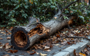 Alberi caduti a Milano evidenziano il degrado urbano