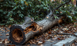 Alberi caduti a Milano evidenziano il degrado urbano