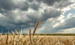 Campagne pugliesi colpite da grandinata devastante