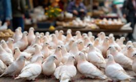 Colombe bianche simbolo di pace e pentimento a Pasqua
