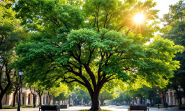 Colombe bianche restituite a Catania dopo furto