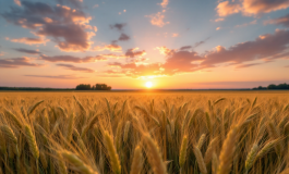 Uomo schiacciato da trattore a San Giovanni Lipioni