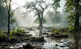 Vigili del fuoco soccorrono un automobilista bloccato