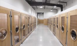 bambina sbranata pitbull cane