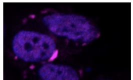 featured 2160901 265x160