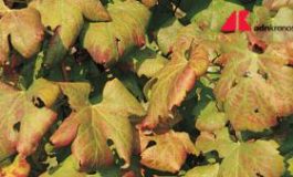 featured 2164466 265x160