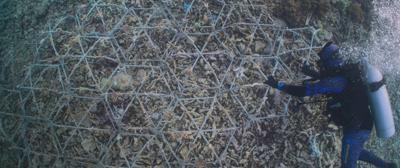 Ripristino barriere coralline, su Prime Video il documentario Reef Builders