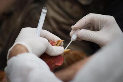 Aviaria: virologi di 40 paesi a Trump, 'c'&egrave; il potenziale per una pandemia'