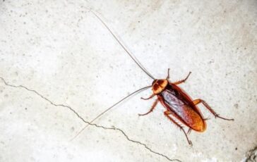 Blatte in casa: perché ci infestano e come prevenirne la presenza
