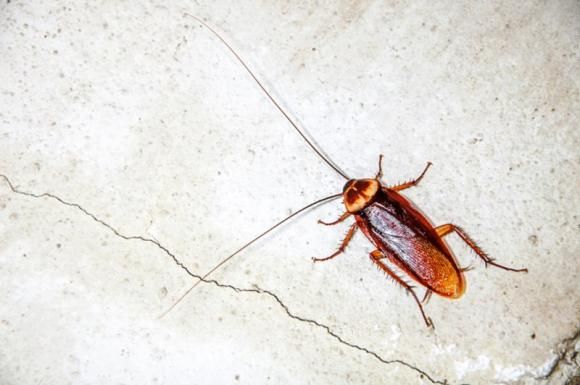 Blatte in casa: perché ci infestano e come prevenirne la presenza