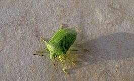 Cimici verdi in casa: come prevenirle e gestirle in primavera