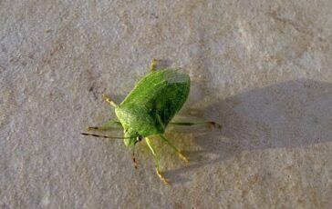 Cimici verdi in casa: come prevenirle e gestirle in primavera