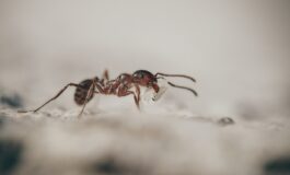 image b8ca77a2 ae91 4161 9610 64dfba4ec1de 265x160