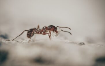 image b8ca77a2 ae91 4161 9610 64dfba4ec1de 364x230