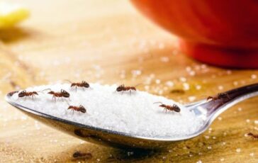 Formiche in casa: perché ci infestano e come prevenirne la presenza