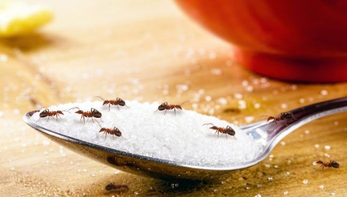 Formiche in casa: perché ci infestano e come prevenirne la presenza