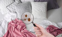 Cimici dei letti in casa: come allontanarle con i rimedi naturali