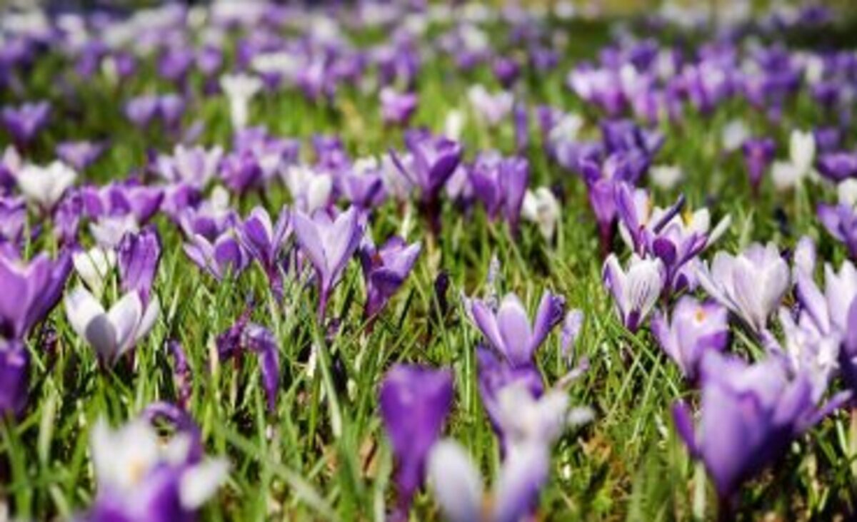 Sognare fiori e smorfia napoletana: il significato secondo la tradizione campana