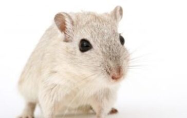 Possibili interpretazioni del sognare dei ratti