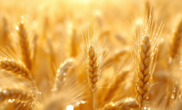 Celebrazione del 164° anniversario dell'Esercito italiano