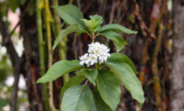Immagine di un cadavere carbonizzato in un campo pugliese