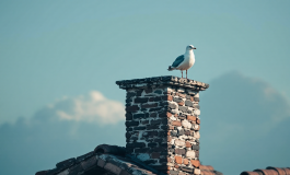 Gabbiano simbolo di attesa per il nuovo Papa