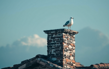 Gabbiano simbolo di attesa per il nuovo Papa