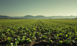 Opera di land art di Dario Gambarin che promuove la pace