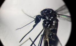 featured 2187566 265x160