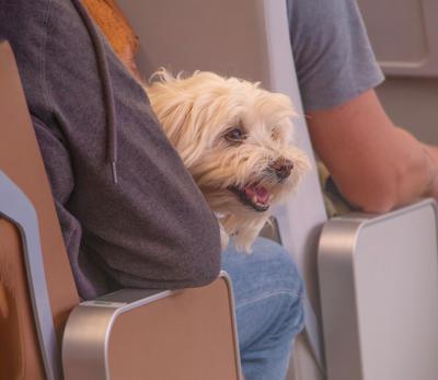 Animali in cabina sugli aerei, 'preoccupazione' da Federasma e allergie