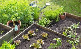 Giardino libero da infestazioni: le strategie più efficaci