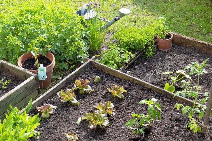 Giardino libero da infestazioni: le strategie più efficaci